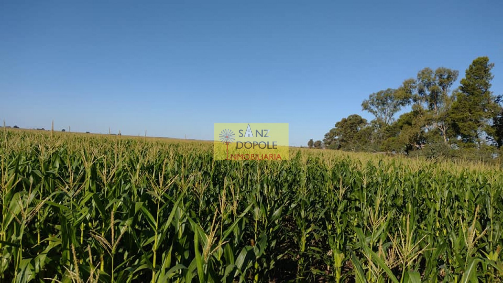 CAMPO MUY PRODUCTIVO